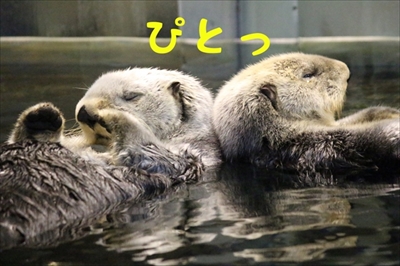 王子動物園タンタン