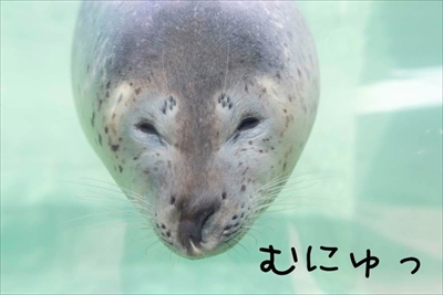 王子動物園タンタン