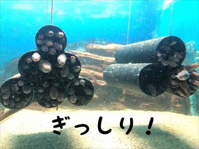 王子動物園タンタン