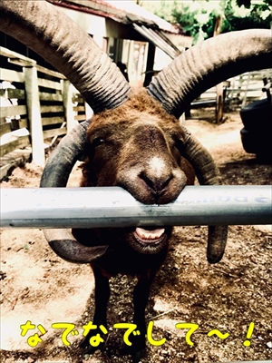 王子動物園タンタン