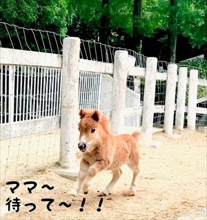 王子動物園タンタン