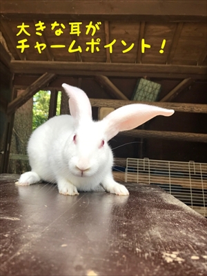 王子動物園タンタン