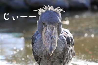 王子動物園タンタン