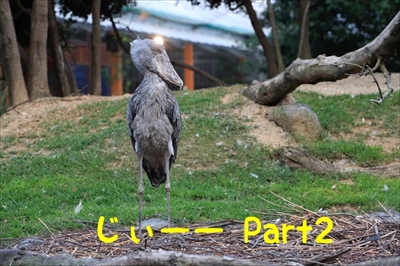 王子動物園タンタン