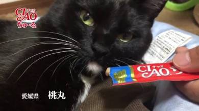 桃丸