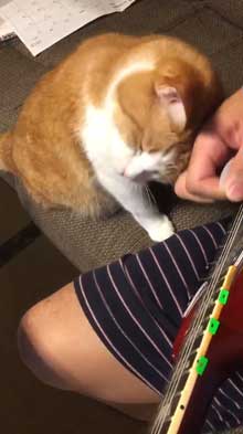 猫 飼い主 ギター 早めのピッキング マッサージ機 寄ってくる