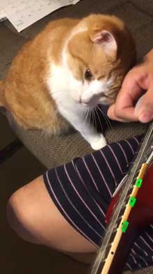 猫 飼い主 ギター 早めのピッキング マッサージ機 寄ってくる