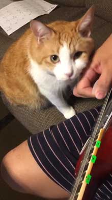 猫 飼い主 ギター 早めのピッキング マッサージ機 寄ってくる