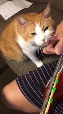 猫 飼い主 ギター 早めのピッキング マッサージ機 寄ってくる