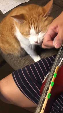 猫 飼い主 ギター 早めのピッキング マッサージ機 寄ってくる