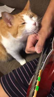 猫 飼い主 ギター 早めのピッキング マッサージ機 寄ってくる