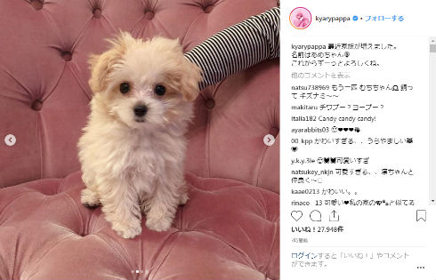 きゃりーぱみゅぱみゅ 犬 ペット あめちゃん 家族 Instagram
