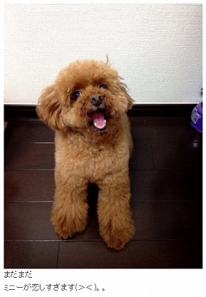 キンタロー。 ミニー 愛犬 バッグ オーダーメイド ブログ