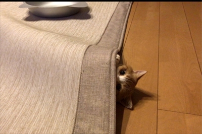 茶太郎きなこの短足日記