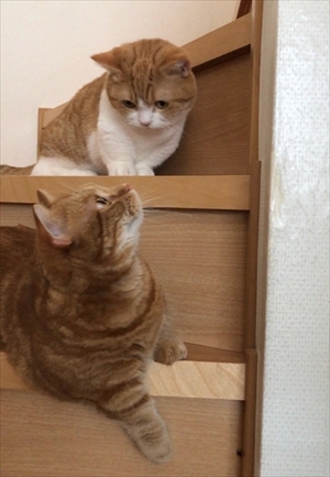 茶太郎きなこの短足日記