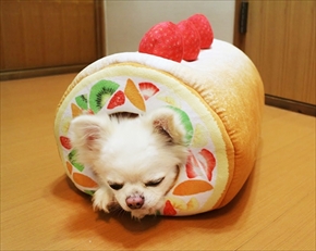 フェリシモ猫部・ロールケーキトンネル