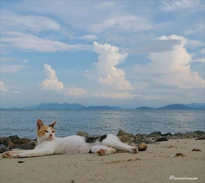 島猫写真展