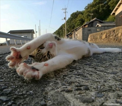 島猫写真展