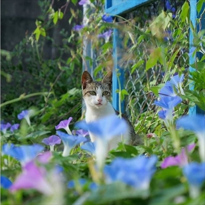 島猫写真展