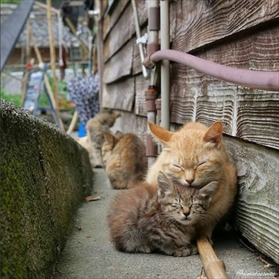 島猫写真展