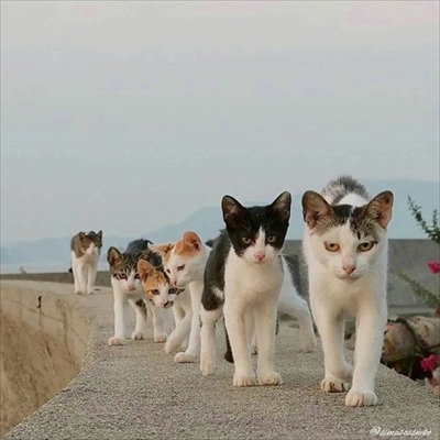 島猫写真展