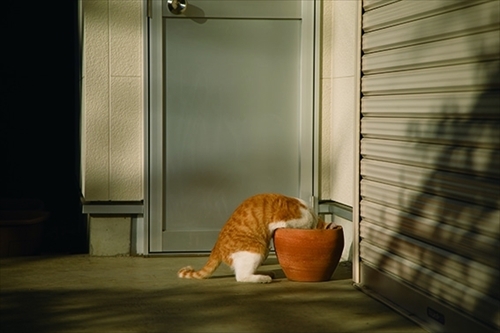 残念すぎるネコ