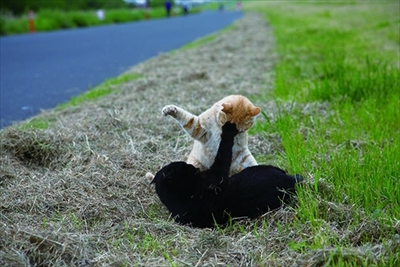 残念すぎるネコ