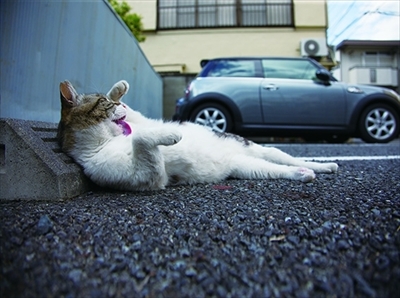 残念すぎるネコ