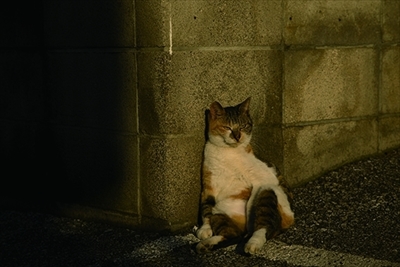 残念すぎるネコ