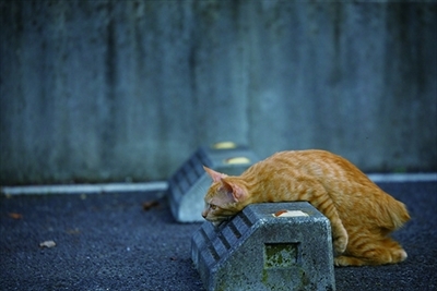 残念すぎるネコ