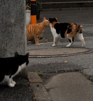 残念すぎるネコ