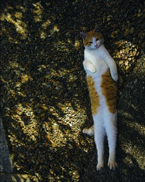 残念すぎるネコ