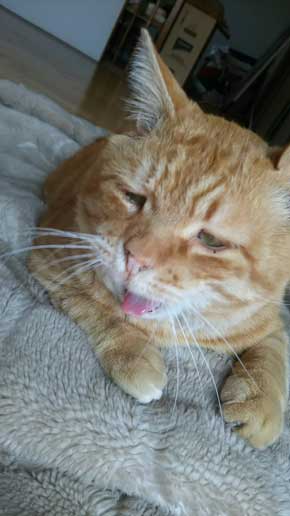 猫 お姉ちゃん 漫画 嫌い しゃべる 猫好き