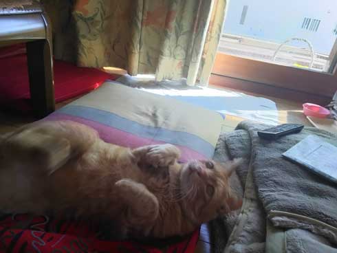 猫 お姉ちゃん 漫画 嫌い しゃべる 猫好き