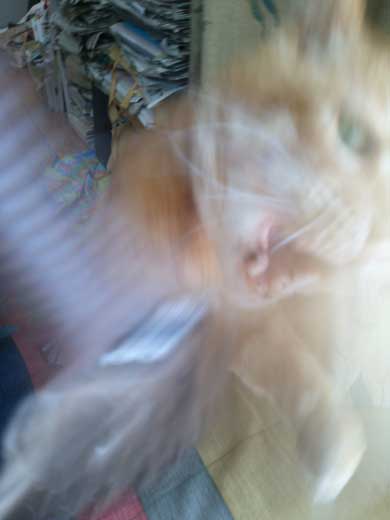 猫 お姉ちゃん 漫画 嫌い しゃべる 猫好き