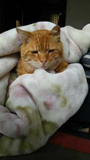 猫 お姉ちゃん 漫画 嫌い しゃべる 猫好き