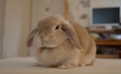 警戒モードのうさぎさん