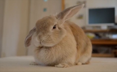 警戒モードのうさぎさん