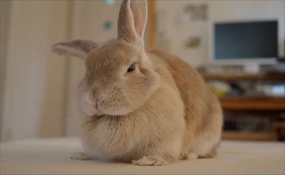 警戒モードのうさぎさん