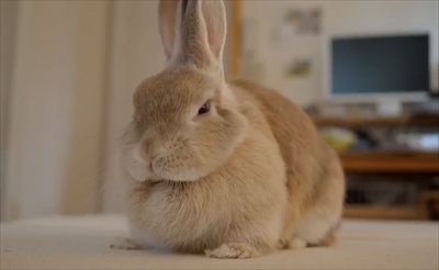 警戒モードのうさぎさん