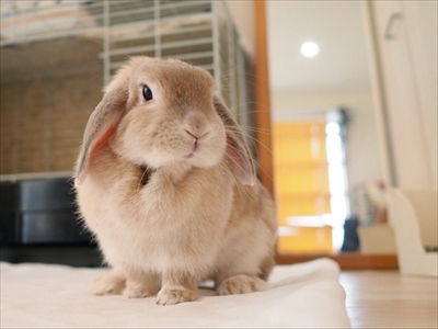 警戒モードのうさぎさん