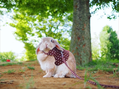警戒モードのうさぎさん