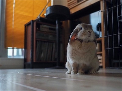 警戒モードのうさぎさん