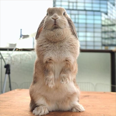 警戒モードのうさぎさん