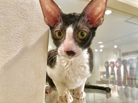 カールアップカフェ