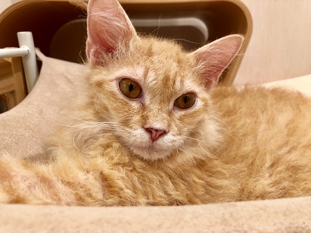 カールアップカフェ