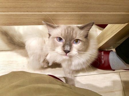 カールアップカフェ