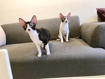 カールアップカフェ