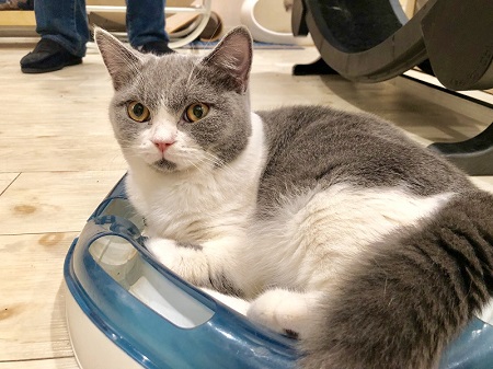 カールアップカフェ