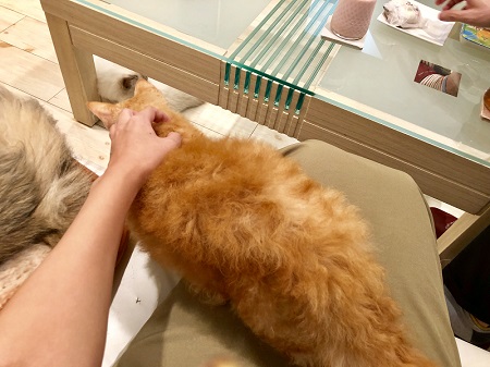 カールアップカフェ